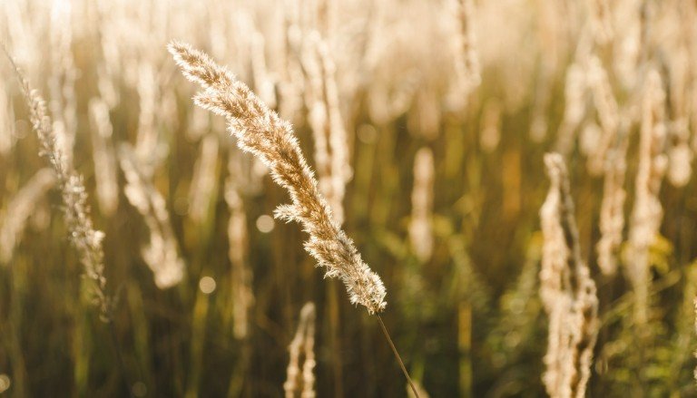 Calamagrostis