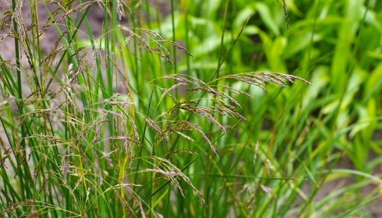 Deschampsia