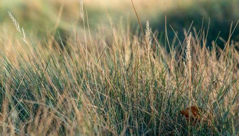 Festuca