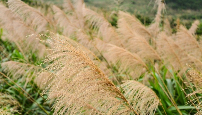 Miscanthus