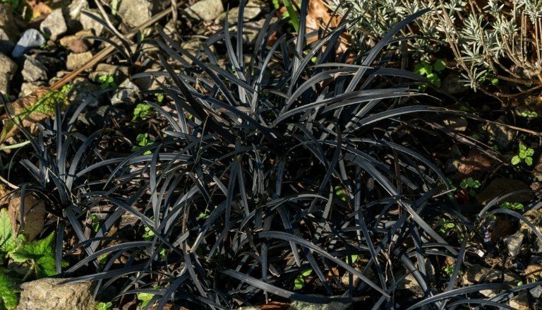 Ophiopogon