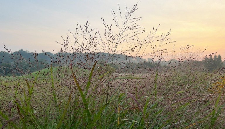 Panicum