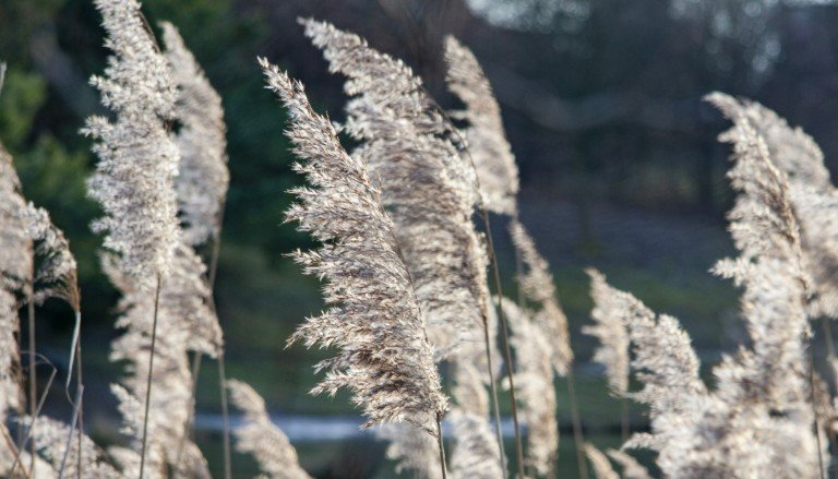 Phragmites