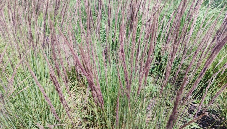 Schizachyrium