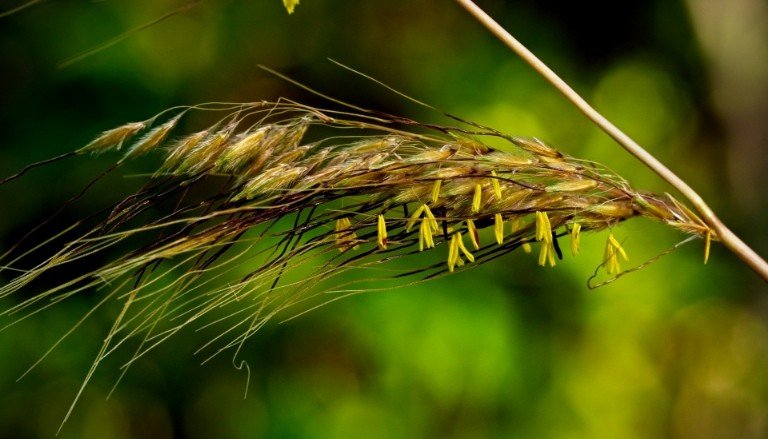 Sorghastrum