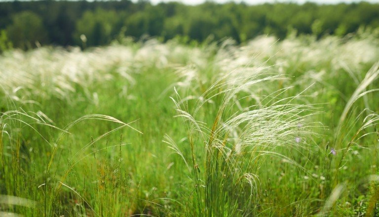 Stipa